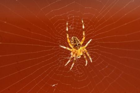 Spider